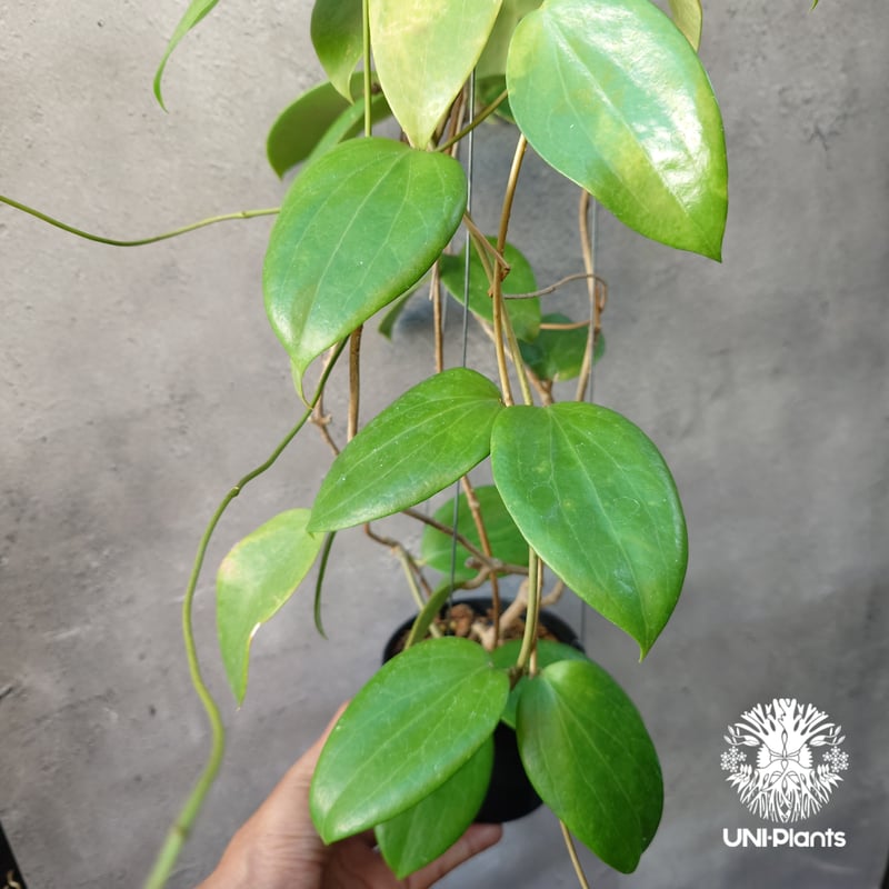 ホヤ アルドリッチ Hoya aldrichii ホヤ植物 ホヤの花 Hoyaplants つ