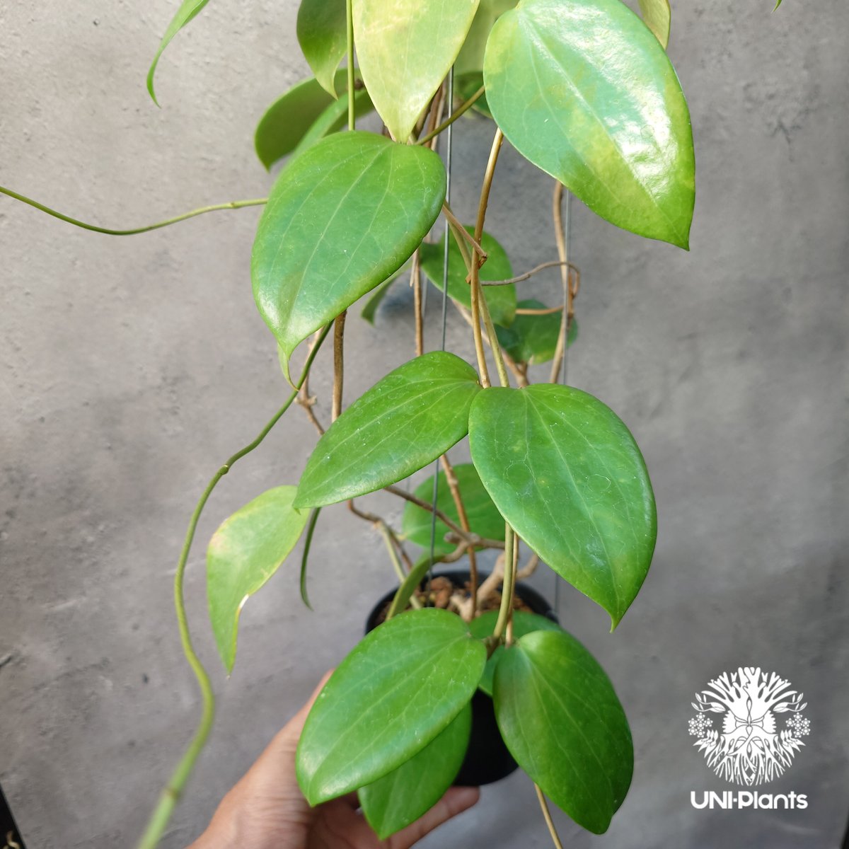 ホヤ 　大株 ホヤ：ムルチフローラ（大株幹立ちタイプ） 8号鉢植え の通販