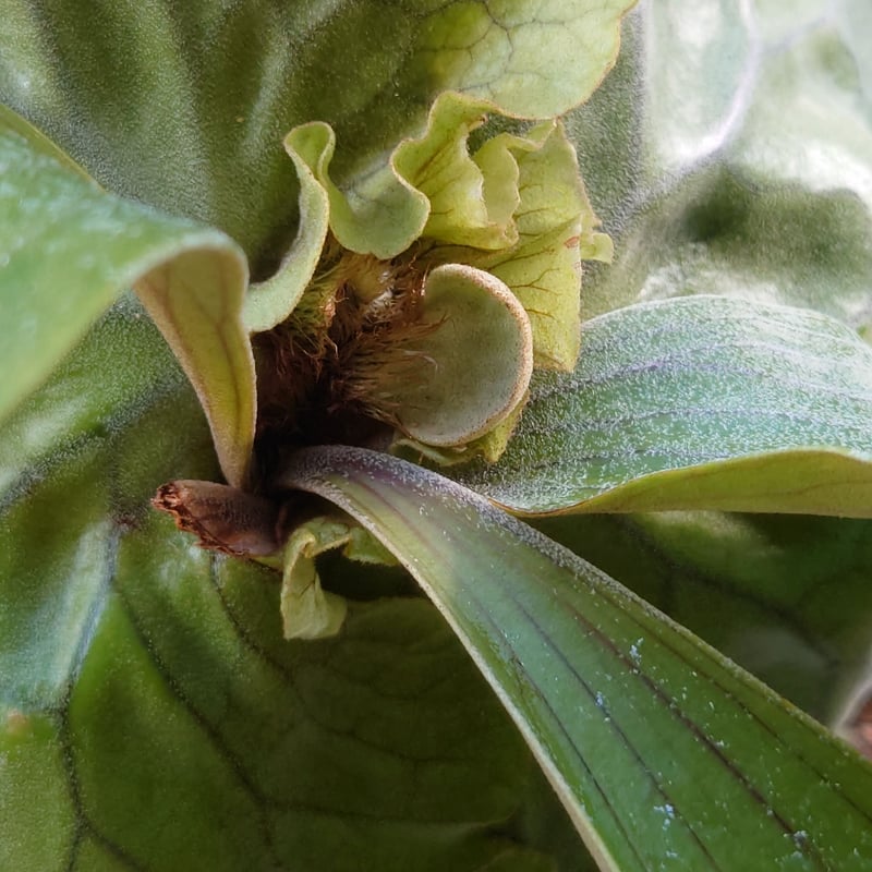 ビカクシダ エラワン Platycerium erawan 子株つき コウモリラン