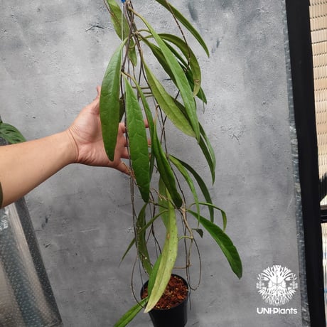 Hoya Sulawesiana ホヤ スラウェシアナ ホヤ植物 Hoya plants 珍しい 希少 レア つる性 つる性植物 ハンギング ハンギング植物
