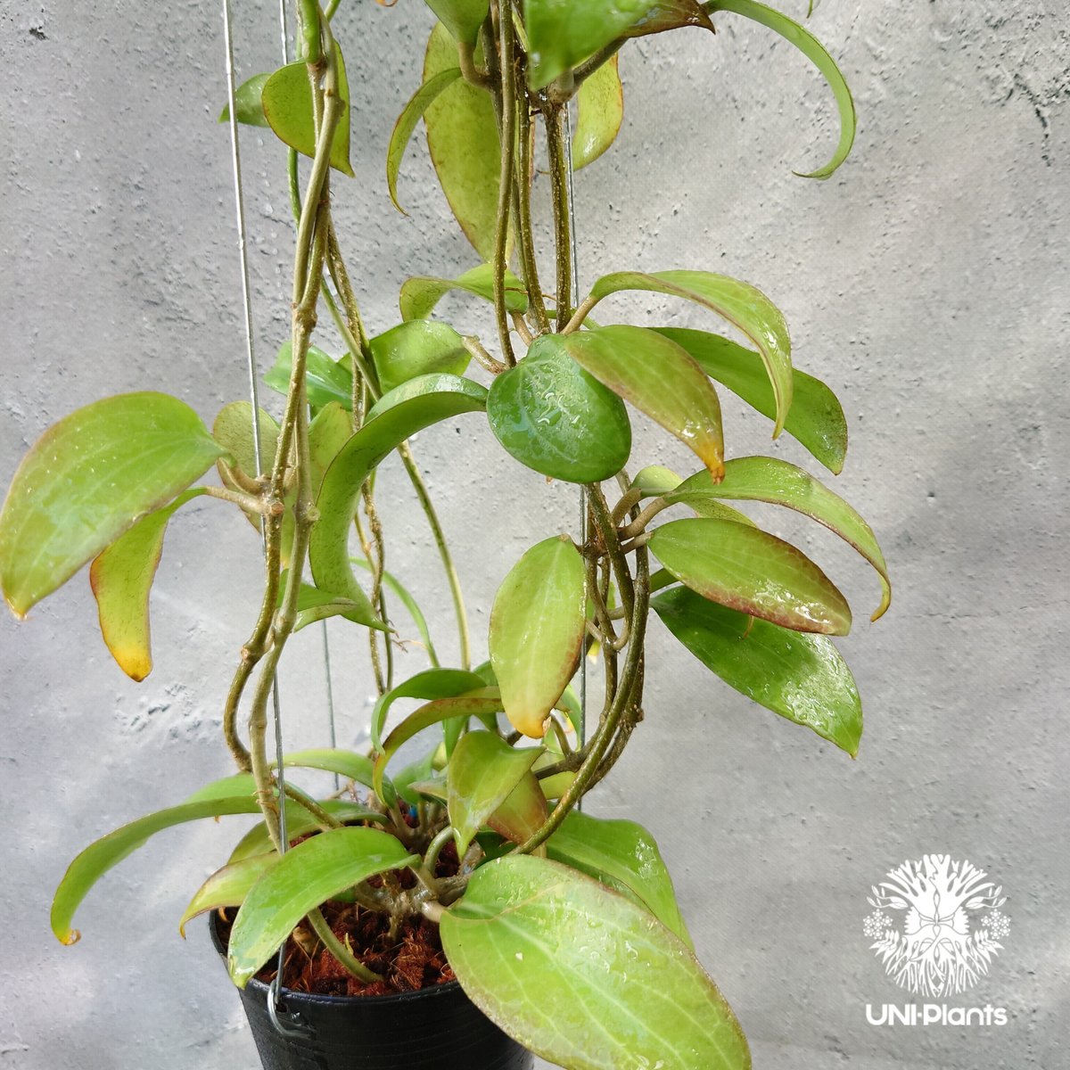 ホヤ メリリー ロングリーフ Hoya merrilli long lesves(red le