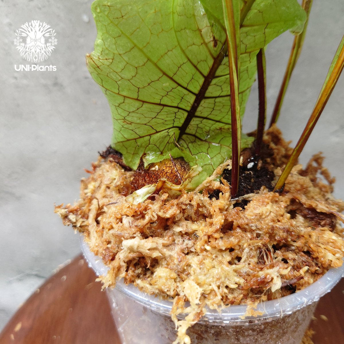 初入荷! Drynaria bonii wild ドリナリア·ボニー タイ産山採り株 初入荷! Drynaria bonii wild ドリナリア·ボニー タイ産山採り株