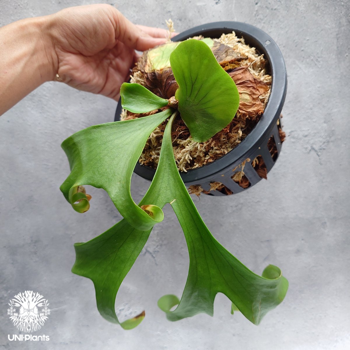 希少種P. coronarium 'Lesasha' 5　コロナリウム　レサシャ fit=scale-down,w=1200