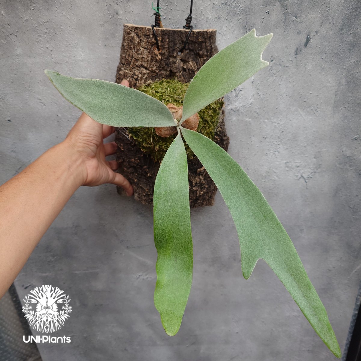 Platycerium Silver wing ビカクシダ シルバーウィング ビカクシダ交配