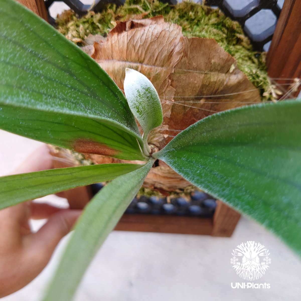 ビカクシダ Sval 子株 15 ビカクシダ Sval 子株