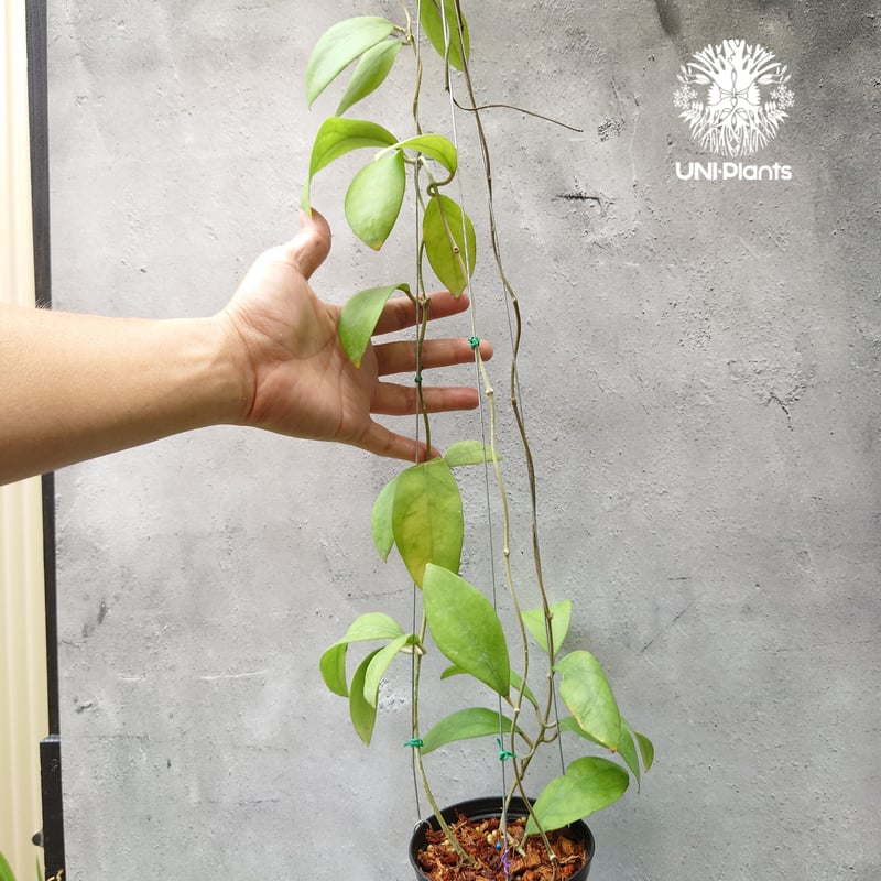 初入荷 希少! Hoya mindorensis dark ホヤミンドレンシス ダーク ホヤ植