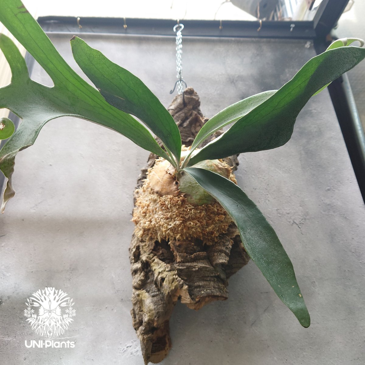ビカクシダ cv.Akkii （silver front × veichii）② ビカクシダ cv.Akkii （silver front × veichii）②