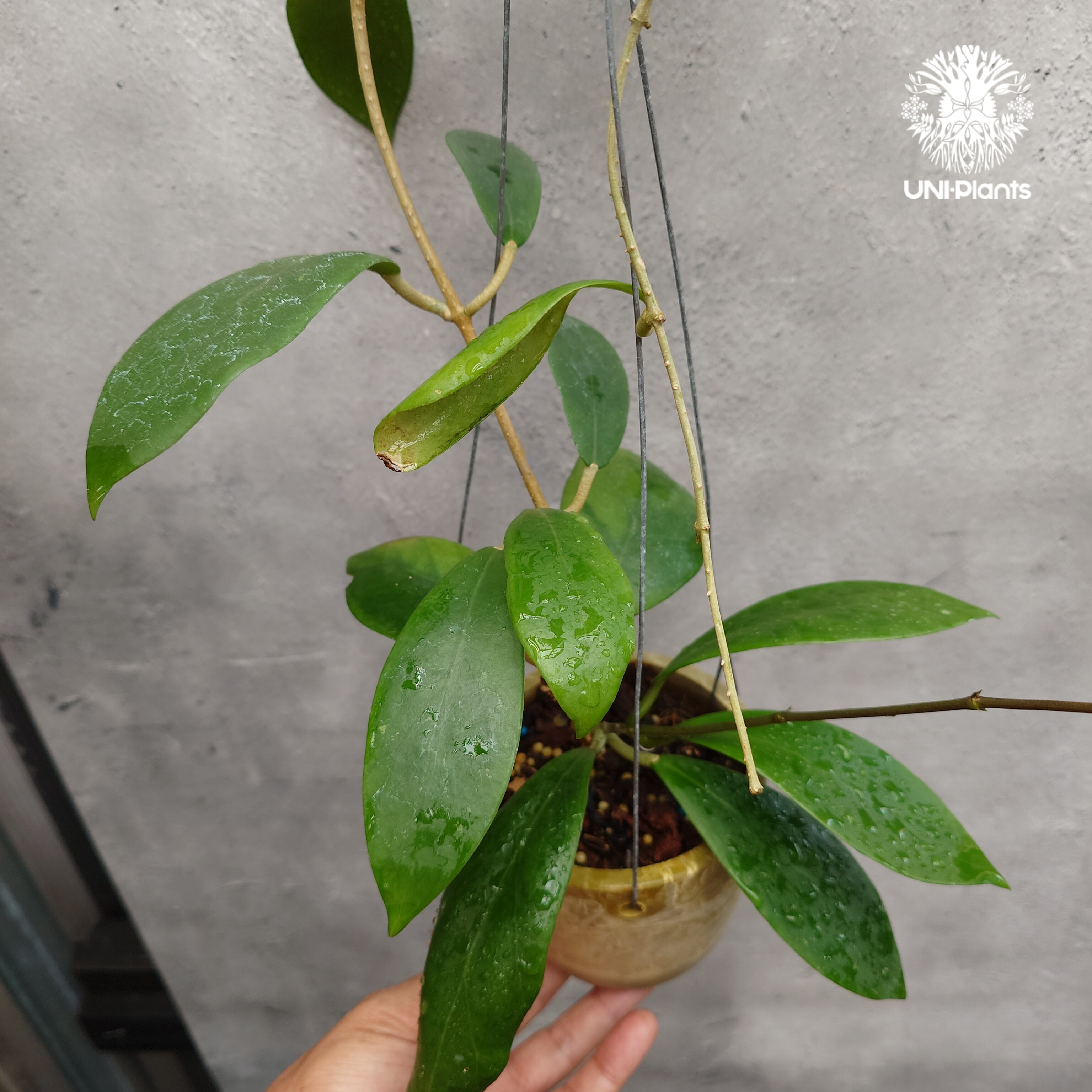 希少! Hoya mindorensis superba ホヤミンドレンシス スパーバ ホヤ植