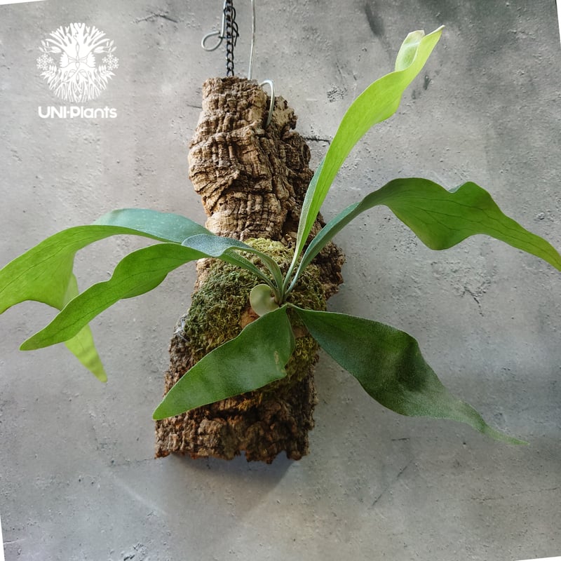 Platycerium hillii cv. Nampu ビカクシダ ヒリー cv. ナンプー