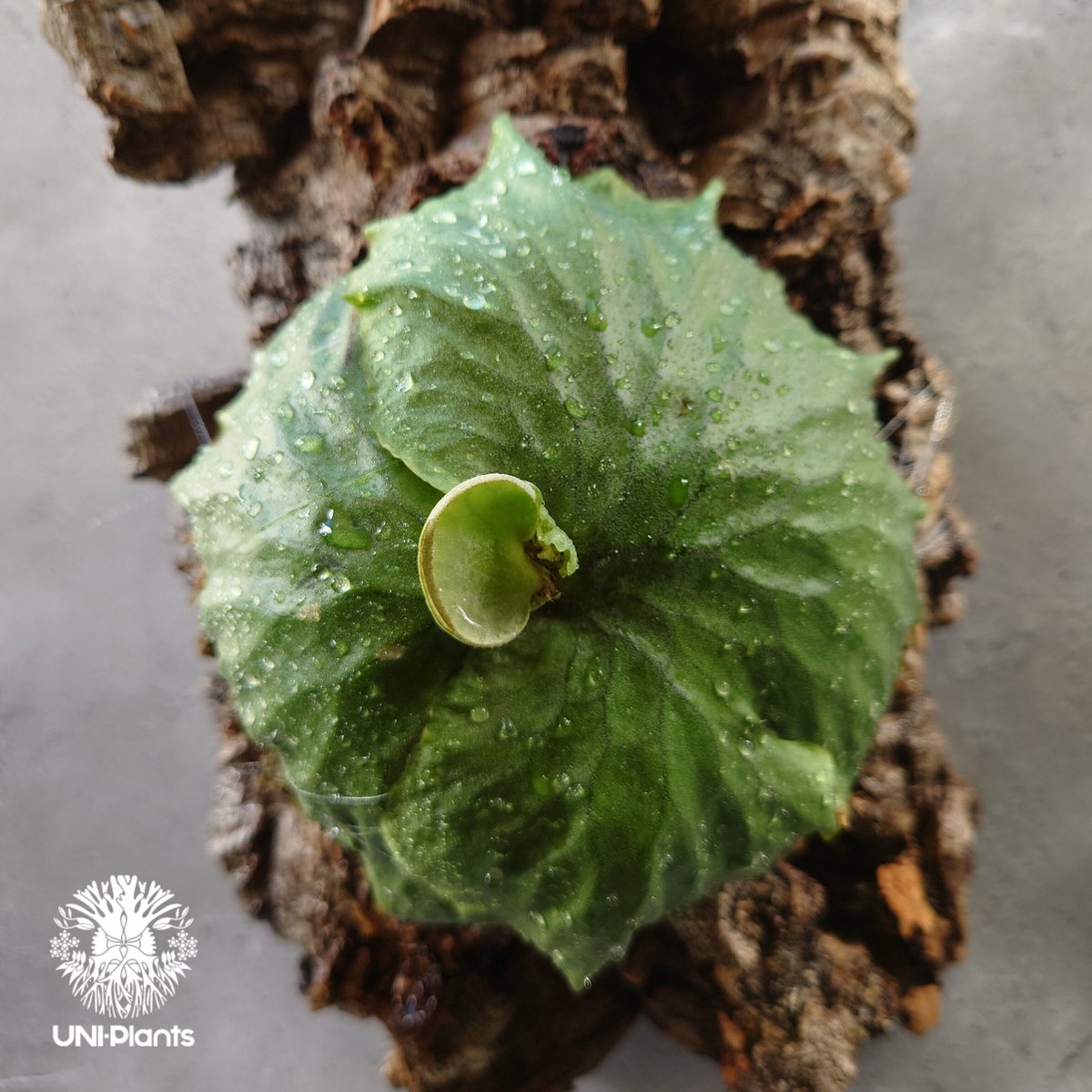 Platycerium Dawboy ビカクシダ ダウボーイ コウモリラン ビカクシダ