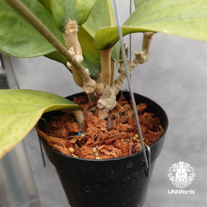 Hoya Lambii ホヤ ランビー ホヤ植物 ホヤの花 Hoya Plants 珍しい 希