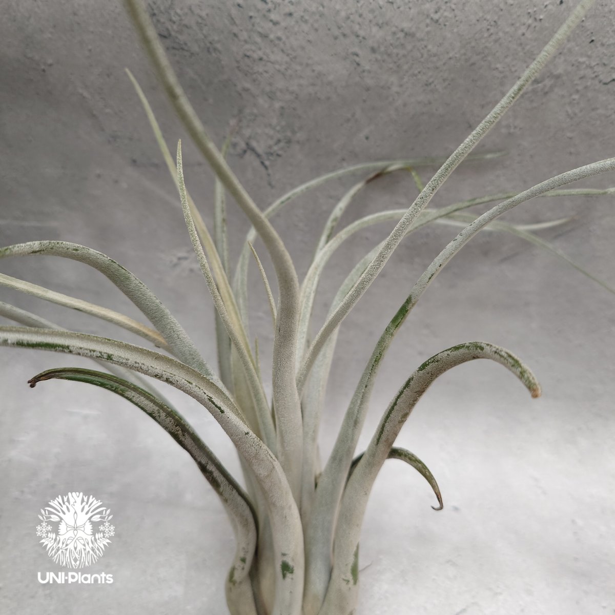 Tillandsia Kraken チランジアクラーケン Tillandsia インテリア植物