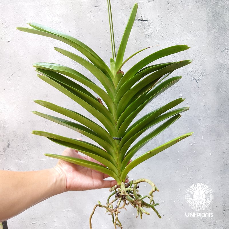 V. Edward Dawn　Vanda　ヴァンダ　バンダ　大株　洋ランらん V. Edward Dawn Vanda ヴァンダ バンダ 大株 洋ランらん