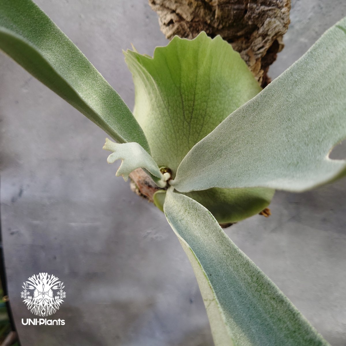 ビカクシダ ベイチー シルバーフロンド Patycerium veitchii cv. Sil