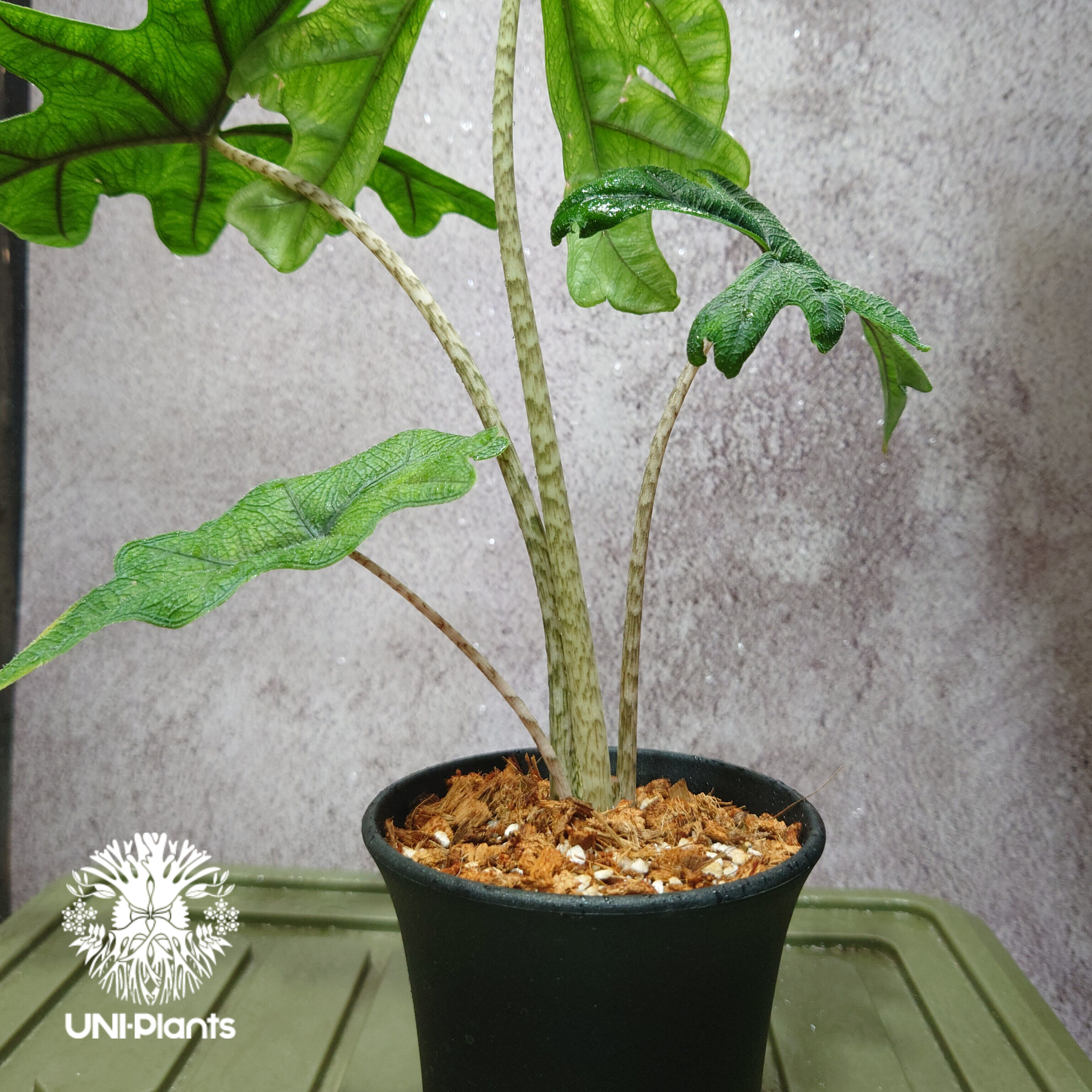Alocasia jacklyn アロカシア ジャクリン アロカシアジャックリ 観葉