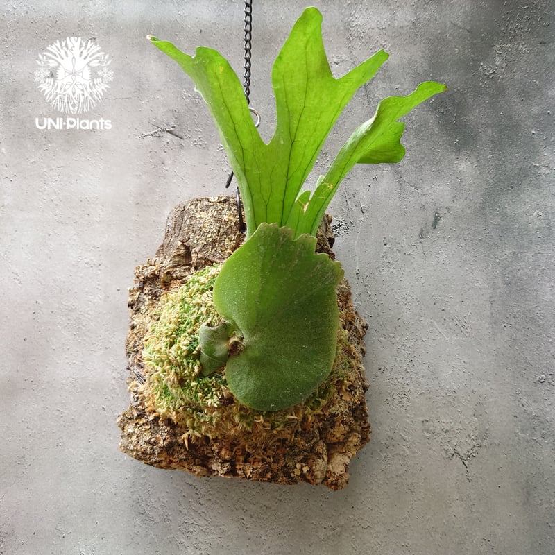 初入荷! ビカクシダ ワリチー Platycerium wallichii コウモリ