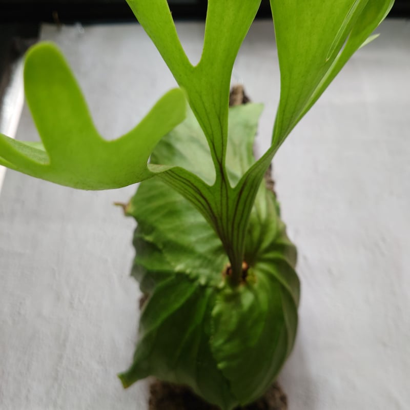 ビカクシダ YO ⊿ 左YMDS 右Jenny original @comolebi_plants.official