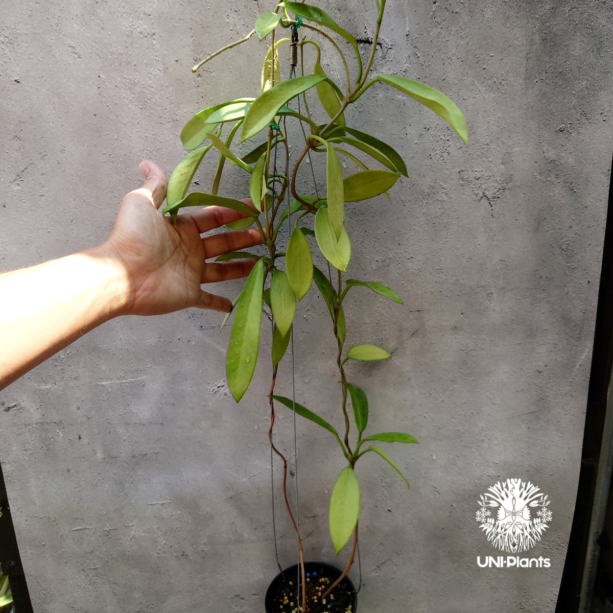 希少! Hoya Pubicalyx 'black dragon ホヤ植物 ホヤの花 ホヤプビ