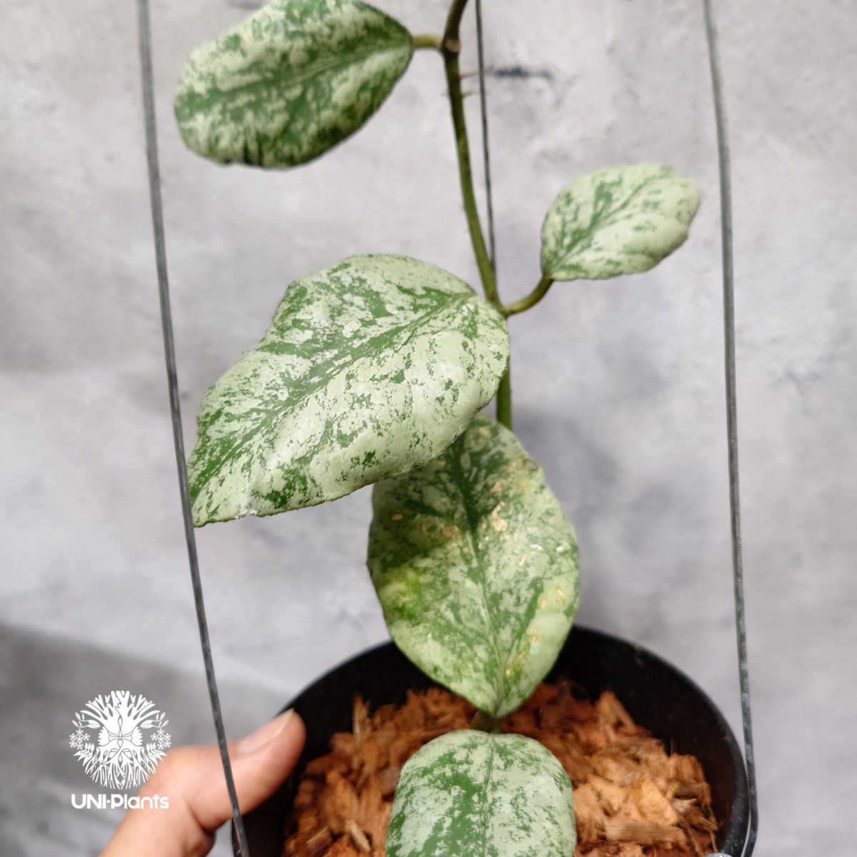 ホヤ ウェイマニアエ クラウディースカイ【現品・鉢タグ付・メルカリ便】サクララン ホヤ ウェイマニアエ クラウディースカイ【現品・鉢タグ付・メルカリ便