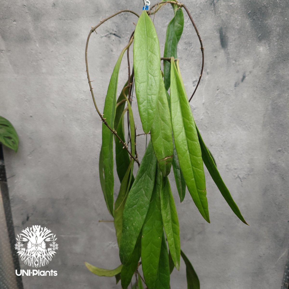 Hoya Sulawesiana ホヤ スラウェシアナ ホヤ植物 Hoya plants 珍し