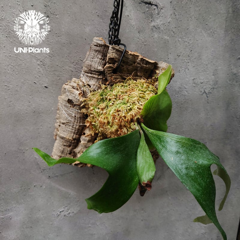 ビカクシダ ステマリア Platycerium stemaria コウモリラン ビカクシダ