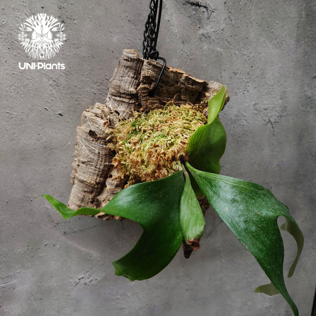 ビカクシダ ステマリア Platycerium stemaria コウモリラン ビカクシダ