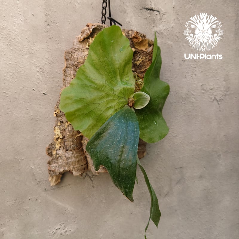 ビカクシダ ステマリア Platycerium stemaria コウモリラン ビカクシダ