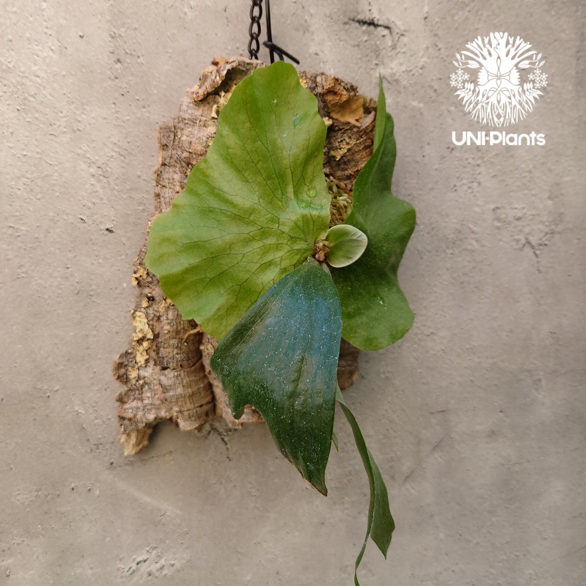 ビカクシダ ステマリア Platycerium stemaria コウモリラン ビカクシダ