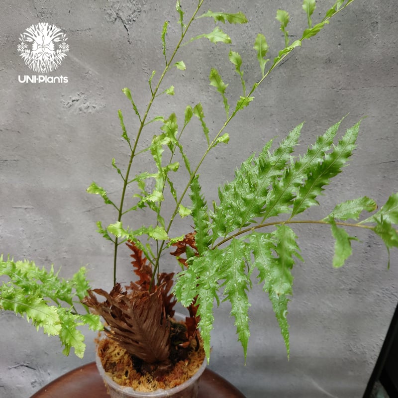 再入荷! Drynaria rigidula `whitei ドリナリア·リギデュラ