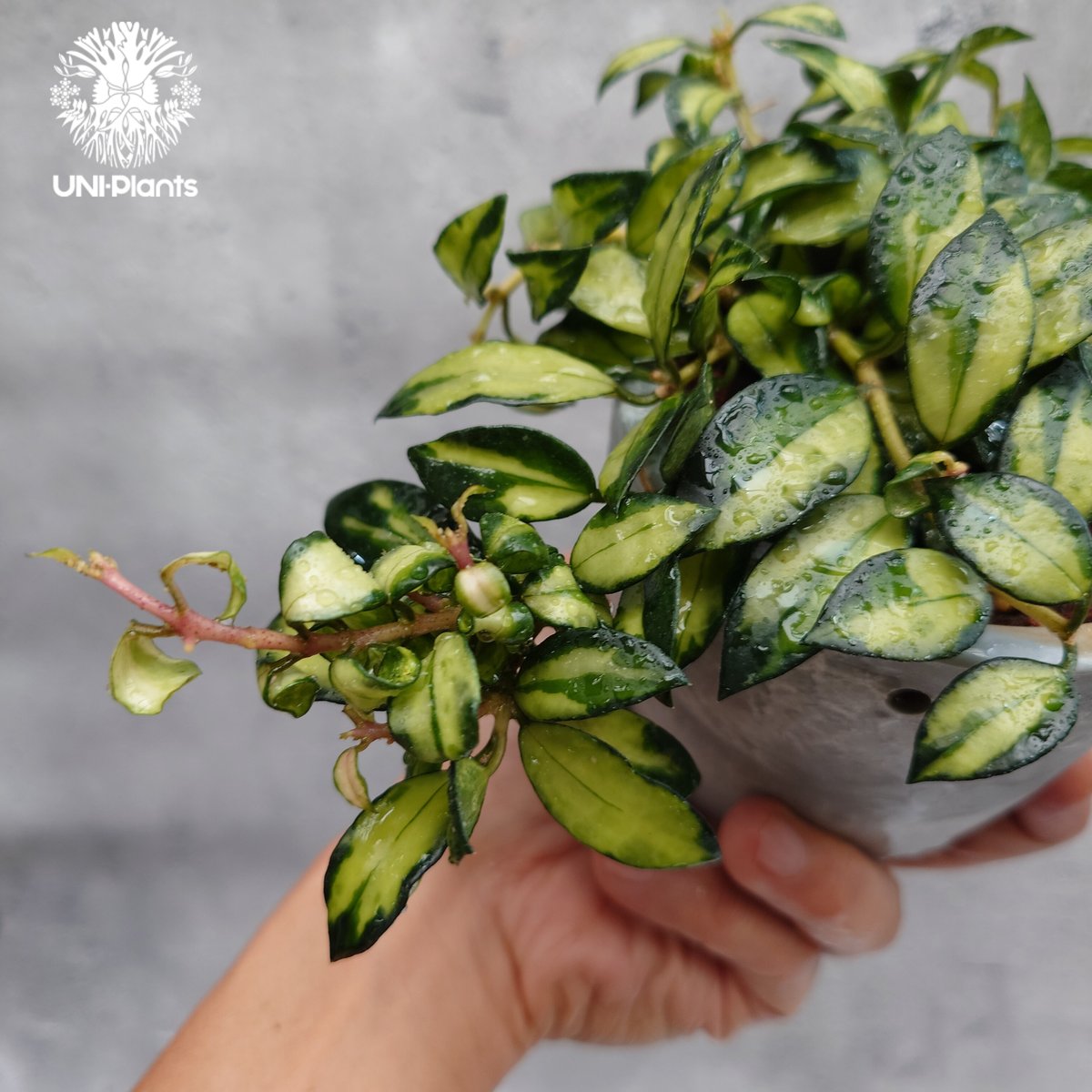ホヤ　ラクノーサ　中斑種の３種セット Hoya Lacunosa Bruno ホヤ ラクノーサ ブルーノ 斑入り ホヤ植物 ホヤ