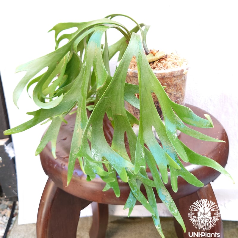 専用　ビカクシダ ビカクシダ Platycerium veitchii 板付け【933】 | PROTOLEAF プロトリーフ