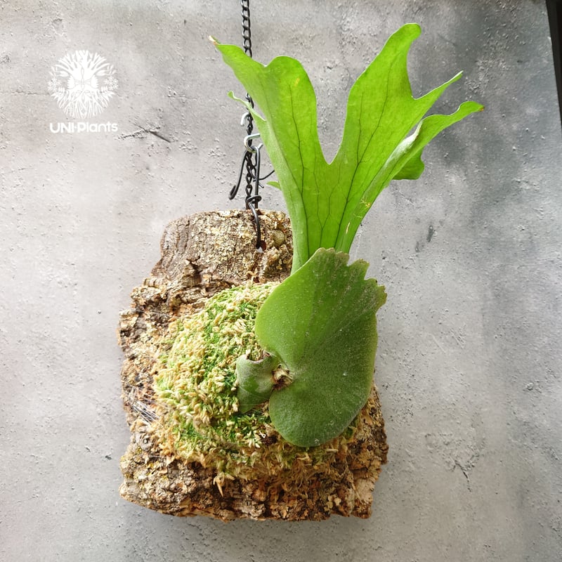 初入荷! ビカクシダ ワリチー Platycerium wallichii コウモリ