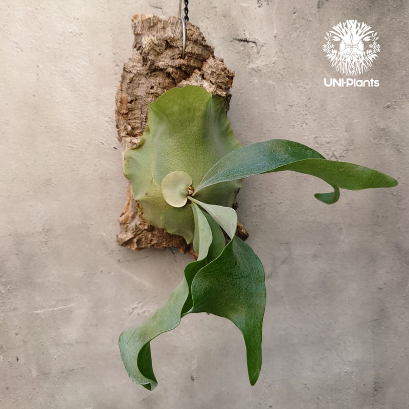 Platycerium hillii cv. Nampu ビカクシダ ヒリー cv. ナンプー