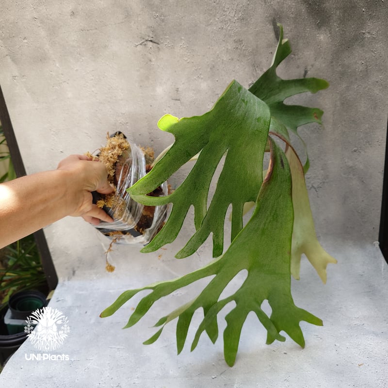 Platycerium Song-Khwae (Yot #3) ビカクシダ ソーンクウェー ビ