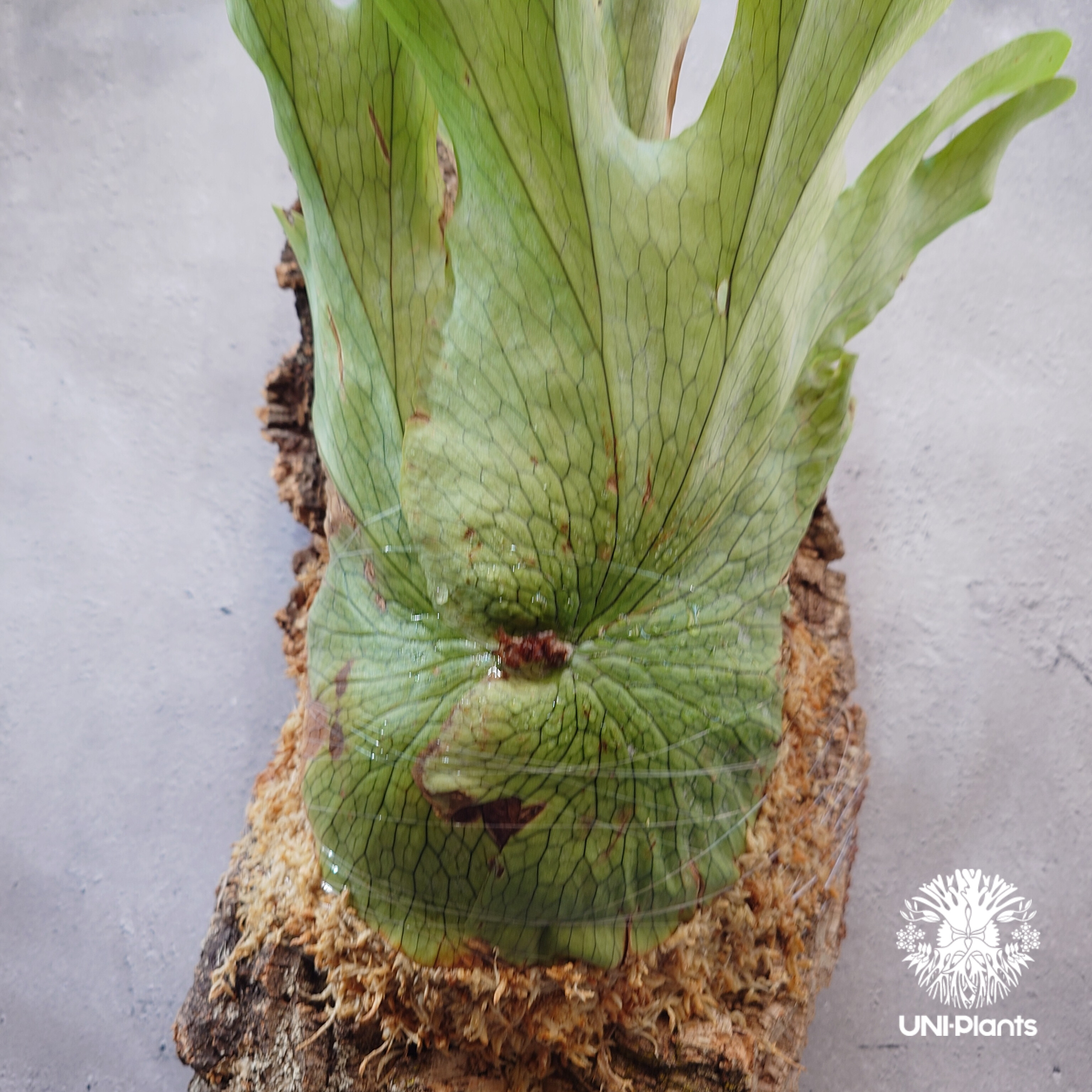 Platycerium wandae wild ビカクシダ ワンダエ ワイルド株 ビカクシダ