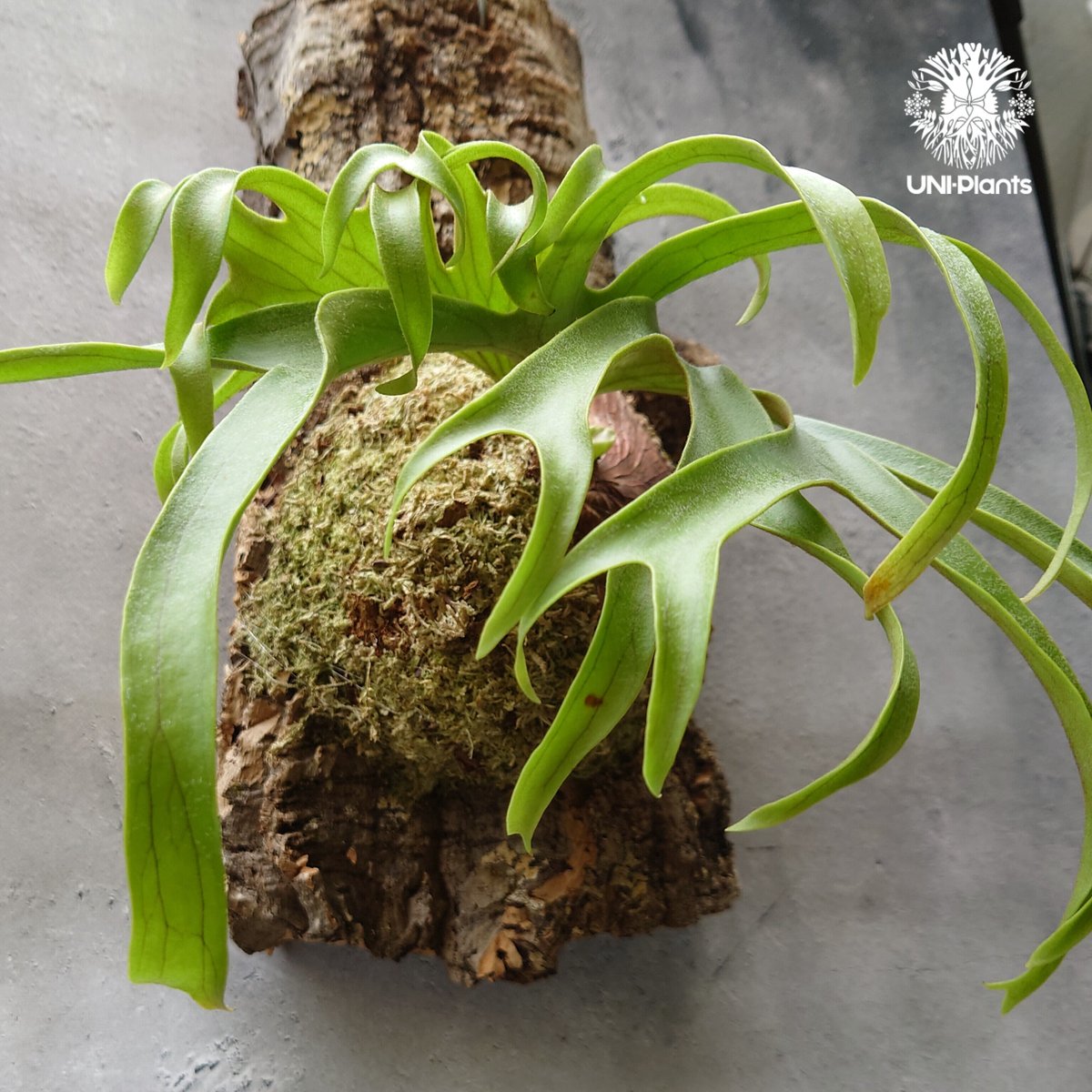 ビカクシダ コロナリウム フィリピネスフォーム Platycerium ビカクシダ コロナリウム フィリピネスフォーム Platycerium