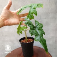 アンスリウム ビッタリフォリウム Anthurium Vittarifolium アンスリウム ビッタリフォリウム Anthurium Vittarifolium
