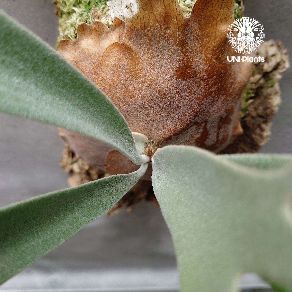 ビカクシダ ピューチャン Platycerium pewchan コウモリラン