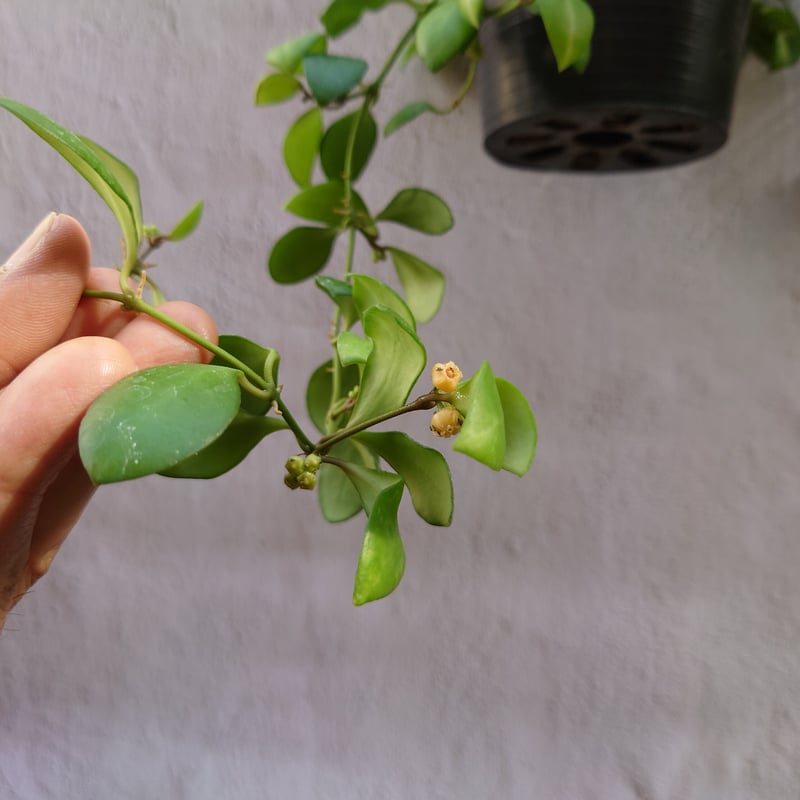 観葉植物 斑 ホヤ」の人気商品一覧 | 安い商品を通販サイトから