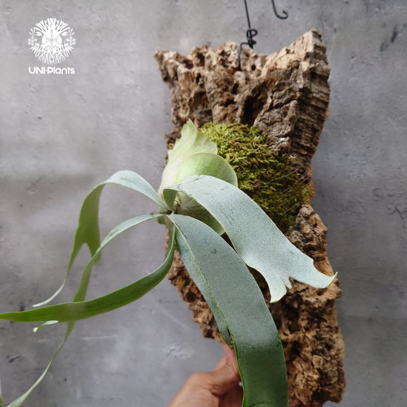 Platycerium Foongsiqi ビカクシダ フーンシキ ビカクシダコルク着生