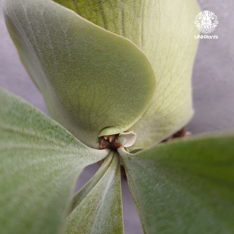 Platycerium UAN #2 Platycerium hybrid ビカクシダ ハイブ