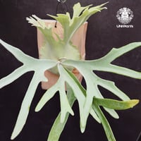 Platycerium willinckii wild East Java (pup) ビカク