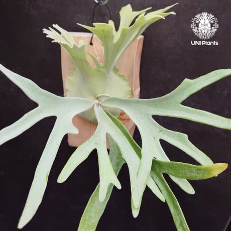 ビカクシダ Platycerium Pewchan ビカクシダピューチャン | STORES