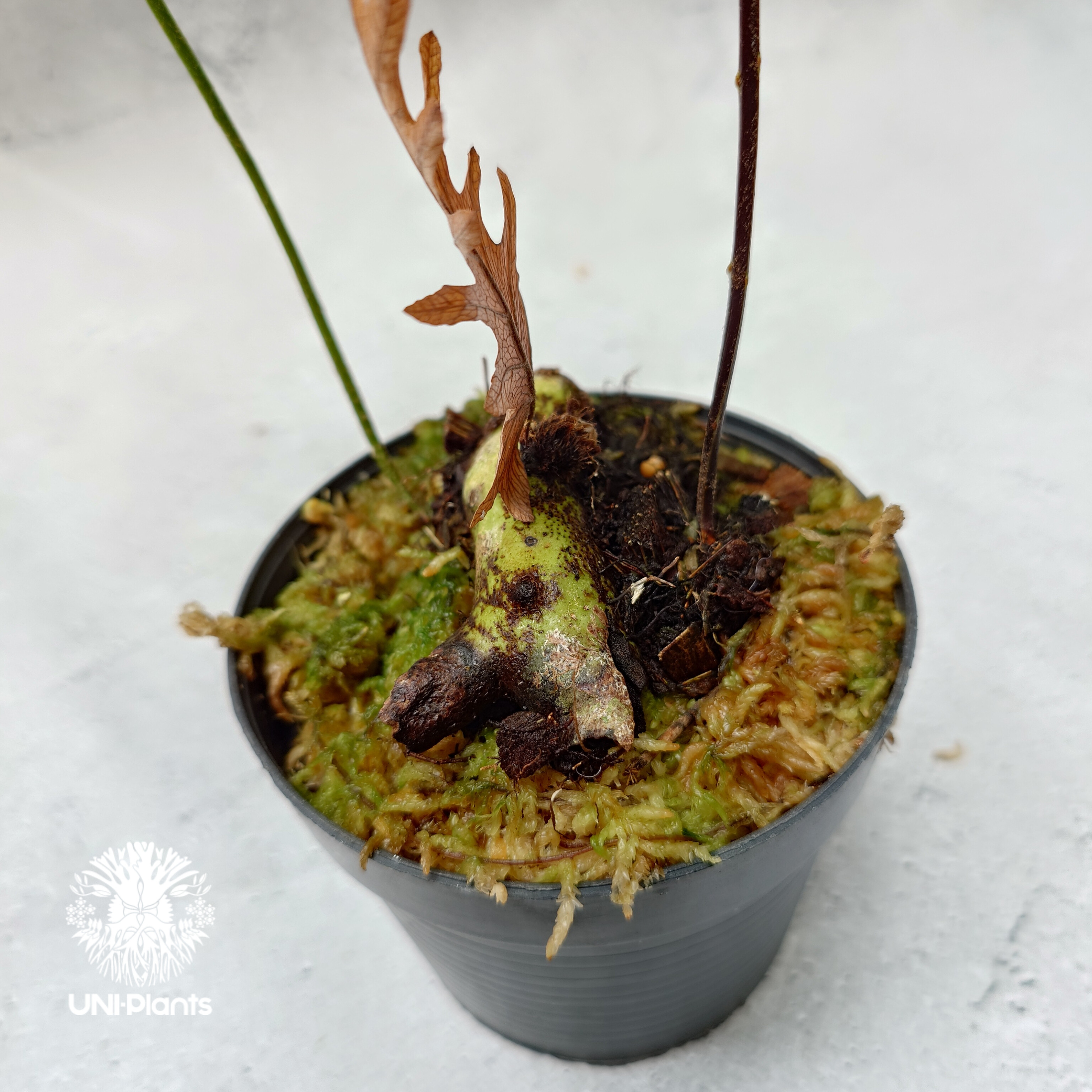 Drynaria rigidula `whitei' ドリナリア·リギデュラ'ホワイティ' 観