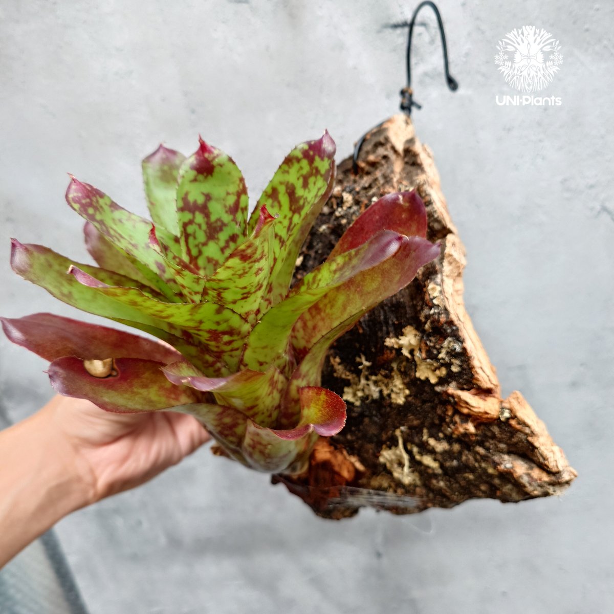 Neoregelia 'Winnie The Pooh' ネオレゲリア ウィーニーザプー