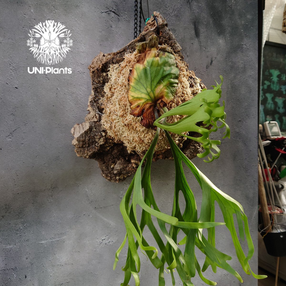 ビカクシダMt. Kitshakood Thin&Dwarf spore 初入荷! ビカクシダ ビカクシダMt. Kitshakood Thin&Dwarf spore 初入荷! ビカクシダ