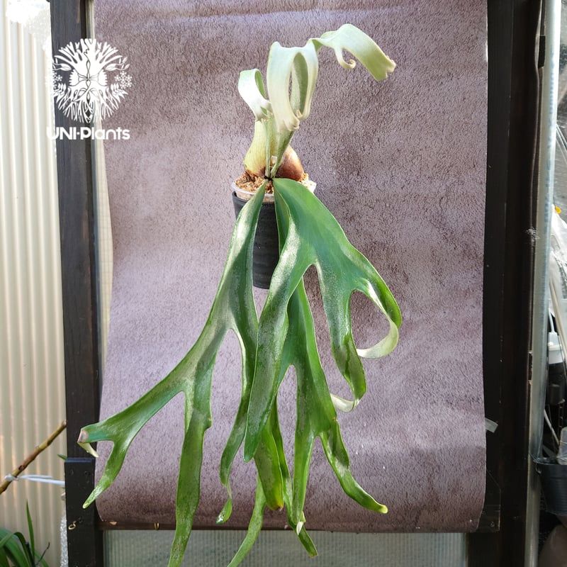 ビカクシダ　Platycerum　Paulwespa 　希少株 ビカクシダ Platycerum Paulwespa 希少株