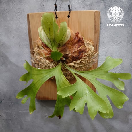 CATEGORY ビカクシダ(Platycerium) | UNI-Plants ビカクシダ、 CATEGORY ビカクシダ(Platycerium) | UNI-Plants ビカクシダ、