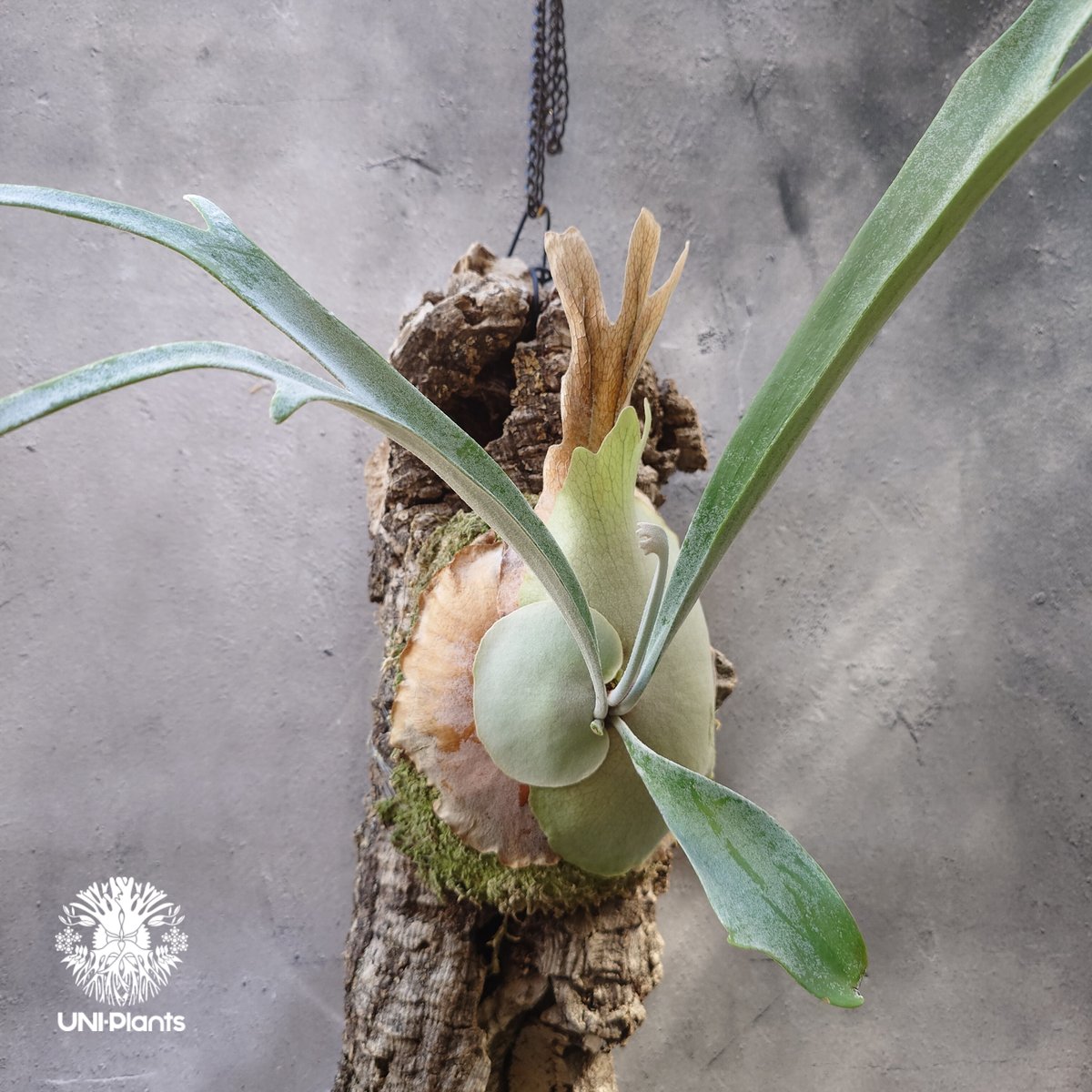 ビカクシダ ピューチャン Platycerium pewchan コウモリラン