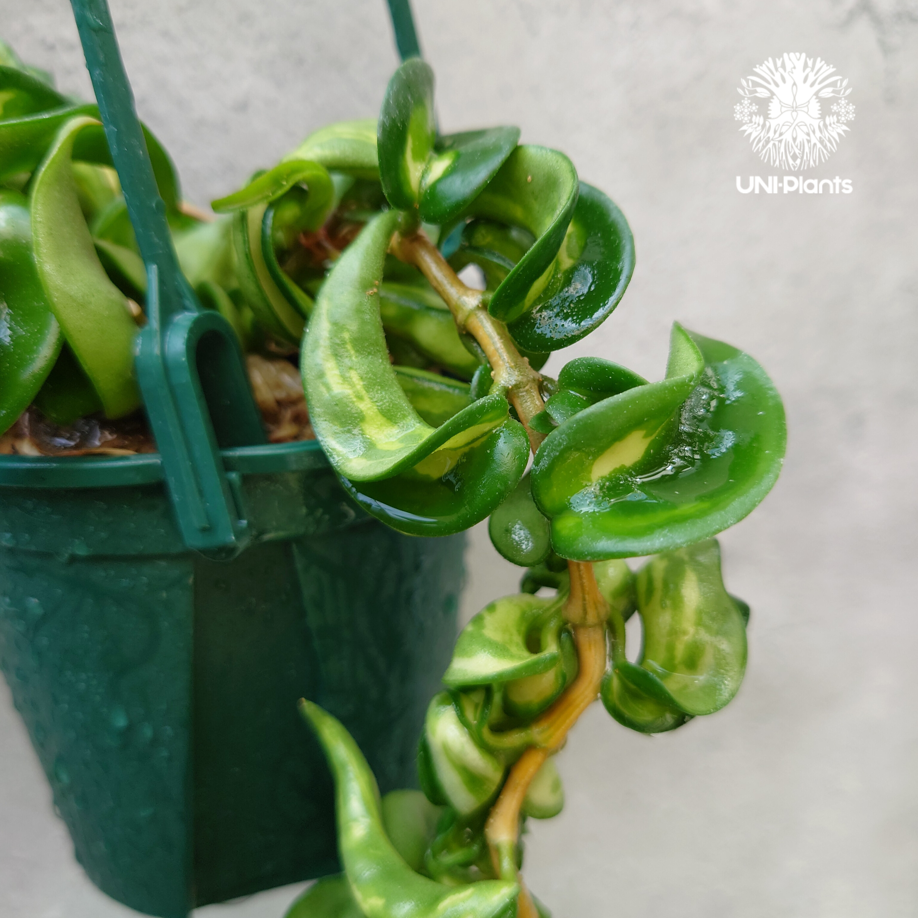ホヤ カルノーサ コンパクタ レガリス（アルボマジナータ） ①サクララン Hoya carnosa compacta variegated ホヤ カルノーサ コンパクタ